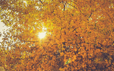 September Survival