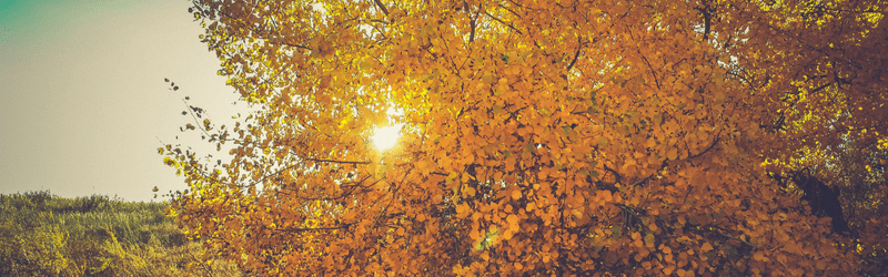 Nutters Article Header